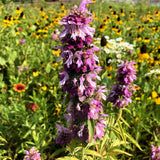 Lemon Beebalm Wildflower Seed Plugs (Monarda citriodora)