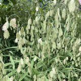 River Oats Wildflower Seed Plugs (Chasmanthium latifolium)
