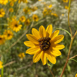 Pre-Order Narrow-Leaved Sunflower Wildflower Seed Plugs (Helianthus angustifolius) for Fall Shipment