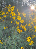 Pre-Order Narrow-Leaved Sunflower Wildflower Seed Plugs (Helianthus angustifolius) for Fall Shipment
