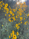 Pre-Order Narrow-Leaved Sunflower Wildflower Seed Plugs (Helianthus angustifolius) for Fall Shipment