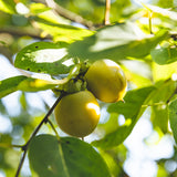 American Persimmon (Diospyros virginiana)