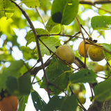 American Persimmon (Diospyros virginiana)