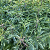 Spotted Beebalm Wildflower Seed Plugs (Monarda punctata)