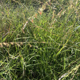 Side Oats Grama Wildflower Seed Plugs (Bouteloua curtipendula)