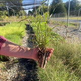Side Oats Grama Wildflower Seed Plugs (Bouteloua curtipendula)