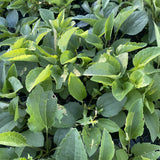 Sweet Black-eyed Susan Wildflower Seed Plugs (Rudbeckia subtomentosa)