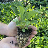 Sweet Black-eyed Susan Wildflower Seed Plugs (Rudbeckia subtomentosa)