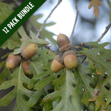White Oak Bundle (Quercus alba)