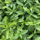 Yellow Wingstem Wildflower Seed Plugs (Verbesina alternifolia)