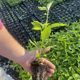 Yellow Wingstem Wildflower Seed Plugs (Verbesina alternifolia)