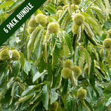 Blight Resistant Chestnut Bundle (6 seedlings)