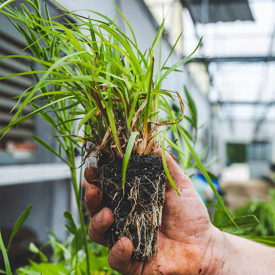 Wildflower & Native Grass Seed Plugs – Nativ Nurseries