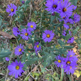Wildflower Seed Plug Pollinator Package - 6 plugs