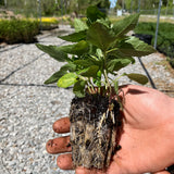 Smooth Oxeye Wildflower Seed Plugs (Heliopsis helianthoides)