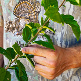 Prairie Crab Apple seedling leaves