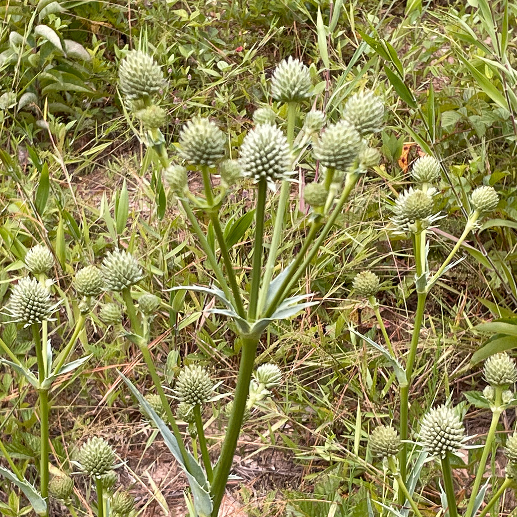 battle snake master plant Rattlesnake Master Wildflower Seed Plugs (Eryngium yuccifolium)