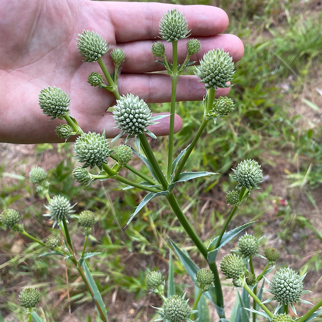 rattle snake master plant Rattlesnake Master Wildflower Seed Plugs (Eryngium yuccifolium)