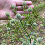 Rattlesnake Master Wildflower Seed Plugs (Eryngium yuccifolium)