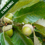 Swamp Chestnut Oak Bundle (12 Seedlings) (Quercus michauxii)