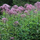 Sweet Joe-Pye Weed Wildflower Plugs (Eutrochium purpureum)