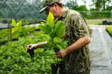 Blight Resistant Chestnuts (Castanea mollissima/hybrids)
