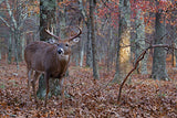 Pre Order Nativ Whitetail Oak Tree Package for Fall Shipment