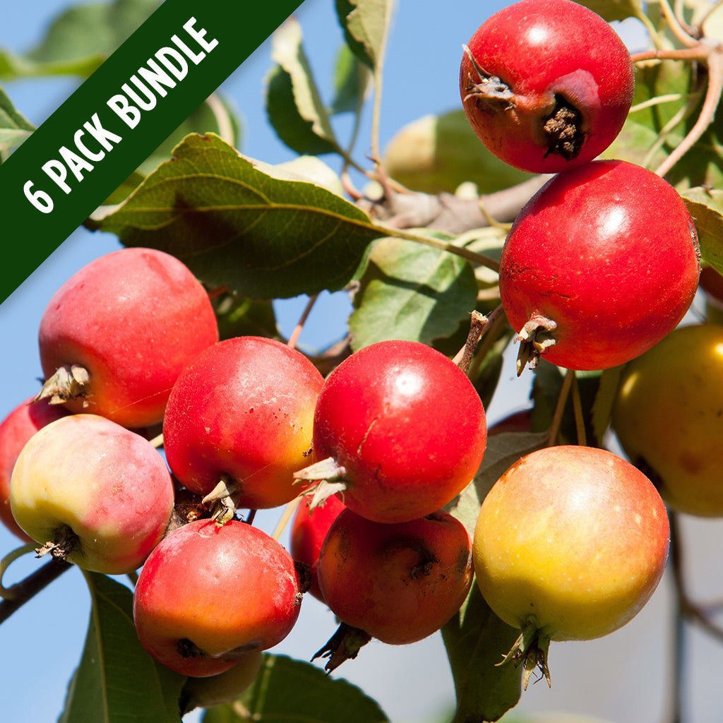 "Wild" Crab Apple 6 Pack (Malus spp.) w/10.99 Flat Rate Shipping