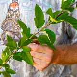 "Wild" Crab Apple 6 Pack (Malus spp.) w/10.99 Flat Rate Shipping