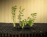 Wildflower Seed Plug Pollinator Package