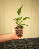 Pre Order Purple Coneflower Wildflower Seed Plugs (Echinacea purpurea) for Fall Shipment