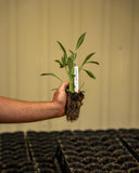 Pre Order Lanceleaf Coreopsis (Coreopsis lanceolata) Wildflower Plug for Fall Shipment