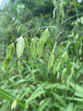 Northern Wood Oats wildflower plugs - (Chasmanthium latifolium)