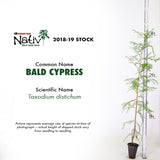 Bald Cypress (Taxodium distichum)