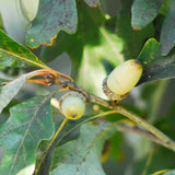 Bimundors Oak Hybrid (Quercus x bimundorum)