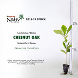 Chestnut Oak (Quercus montana)