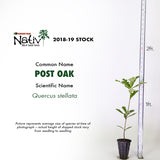 Post Oak (Quercus stellata)