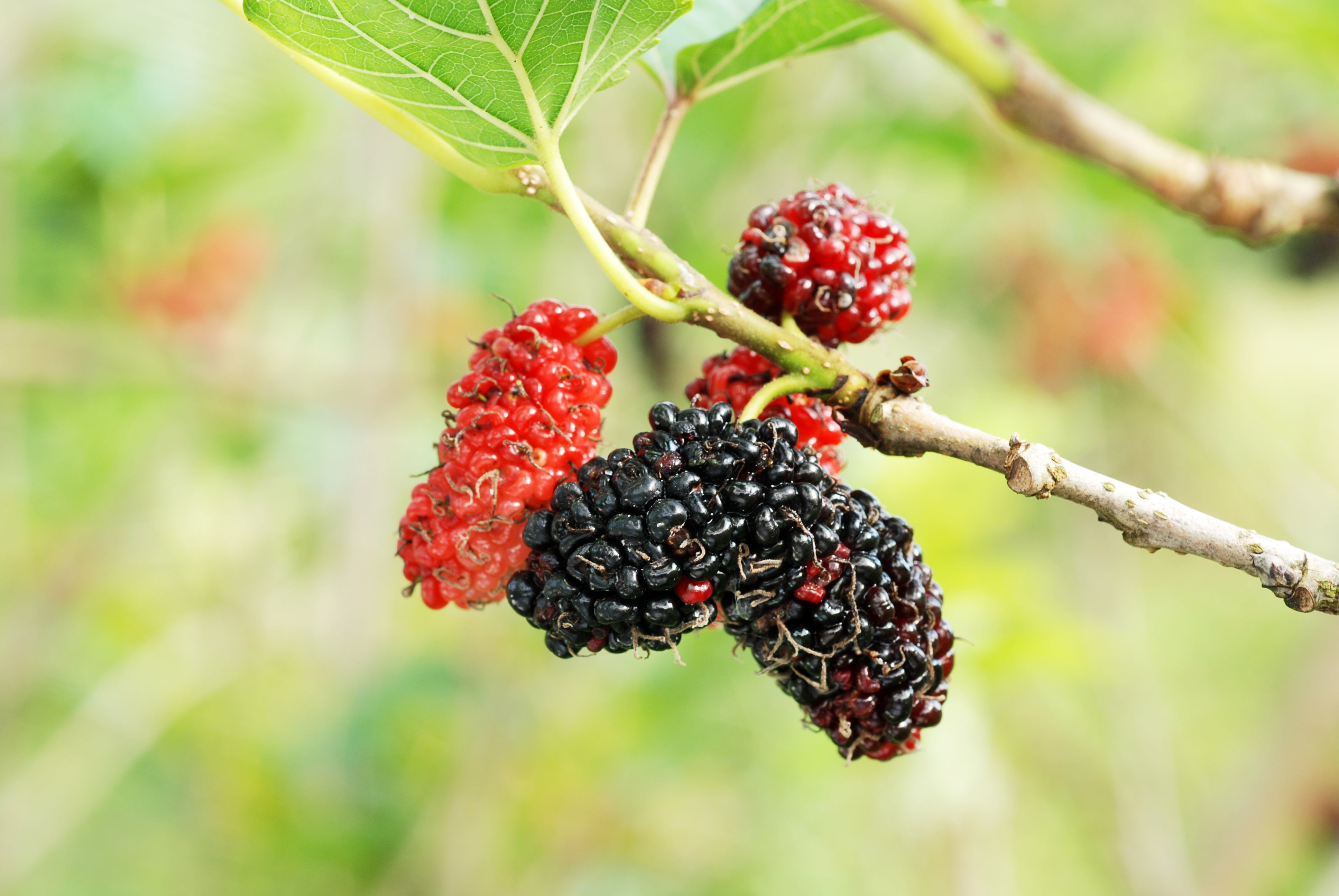mulberry tree logo