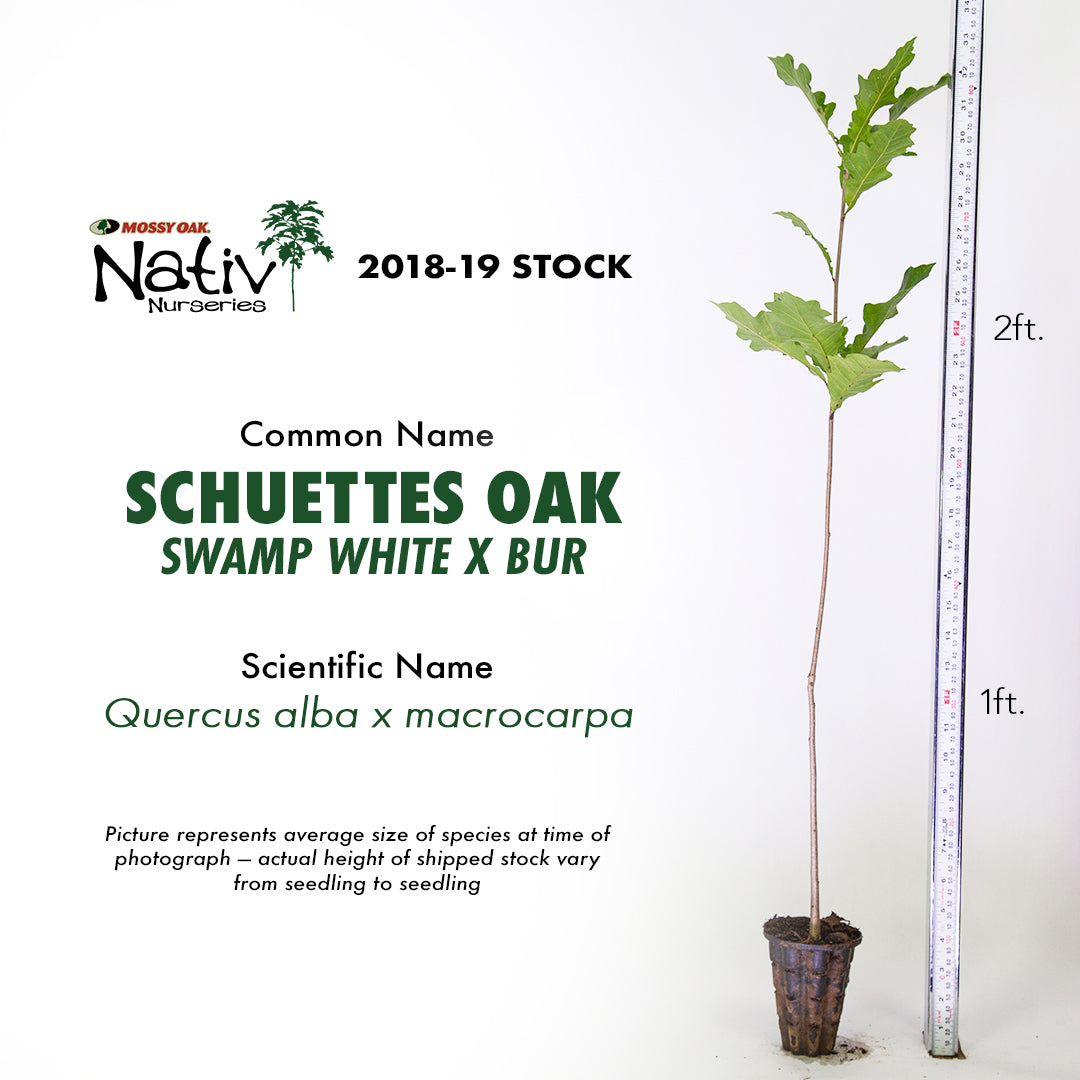 Schuettes (swamp white x bur) Hybrid (Quercus x schuettei)