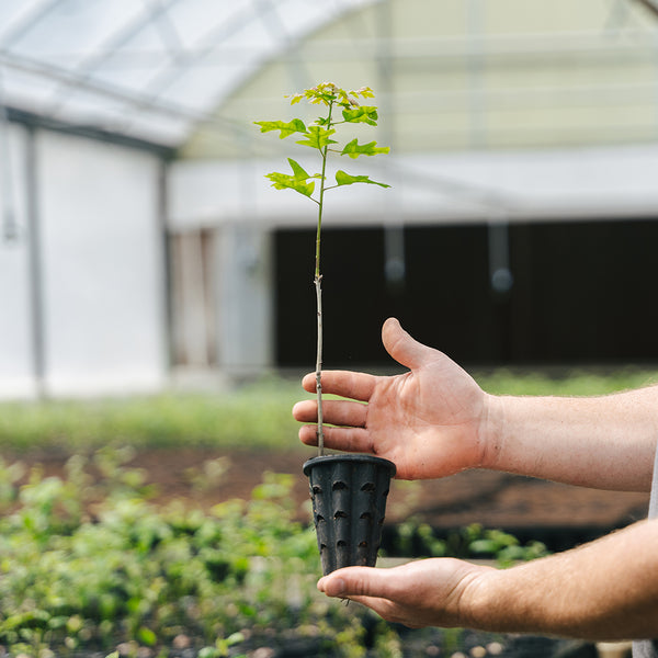 Scarlet Oak Tree Seedlings for Sale (Quercus coccinea) – Nativ Nurseries