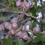 ShuWater Oak Hybrid (Quercus x neopalmeri)
