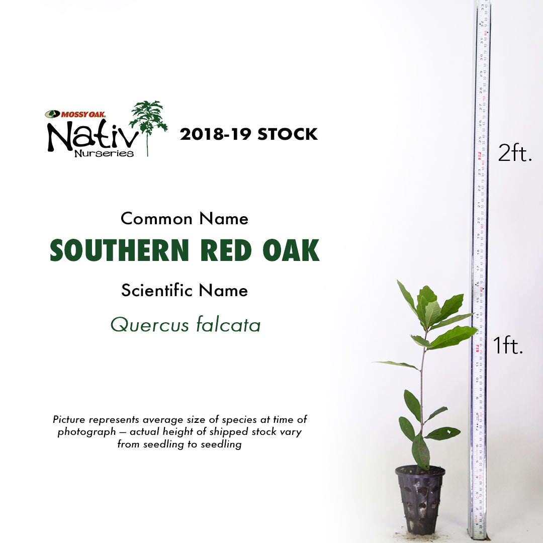 red oak house plant Southern Red Oak Seedling for Sale (Quercus falcata) – Nativ Nurseries