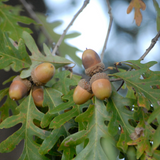 Pre Order White Oak (Quercus alba) for October Shipment