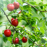 American Plum (Prunus americana)
