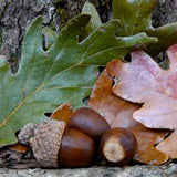 Hybrid Oak Tree Bundle