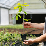 Beadles Oak Hybrid (Quercus x beadlei)