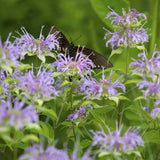 Wild Bergamot Wildflower Seed Plug 6 Pack (Monarda fistulosa)