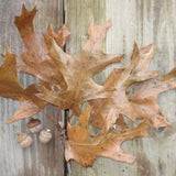 Black Oak (Quercus velutina)