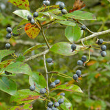 Blackgum (Nyssa sylvatica)