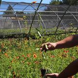 Blanket Flower(Gallardia)  Wildflower Seed Plugs